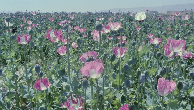 Robert Knoth & Antoinette de Jong:  Poppy: Trails of Afghan Heroin 